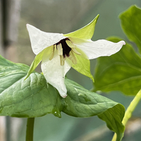 Trillium erectum f. albiflorum